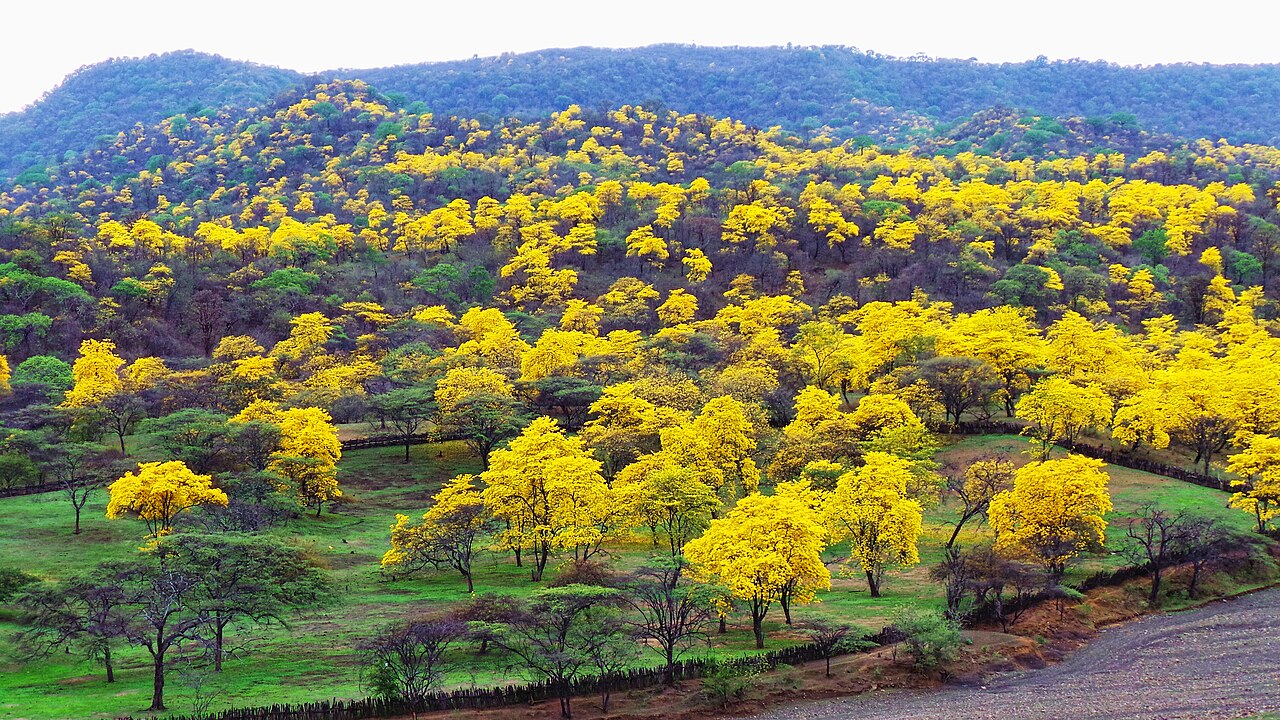 Handroanthus guayacan: Mangahurco