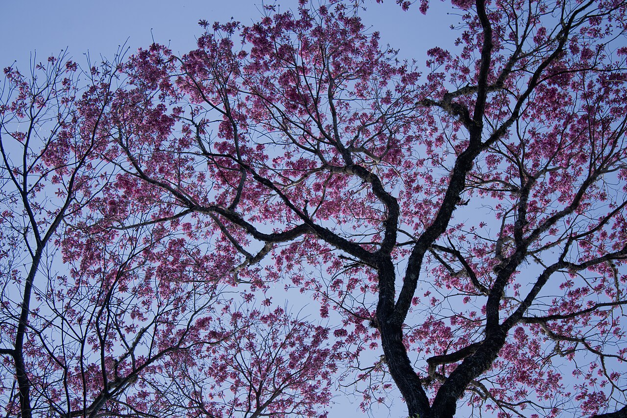 Pink tab: Registro de Handroanthus heptaphyllus em Estação Ecológica Itaberá.