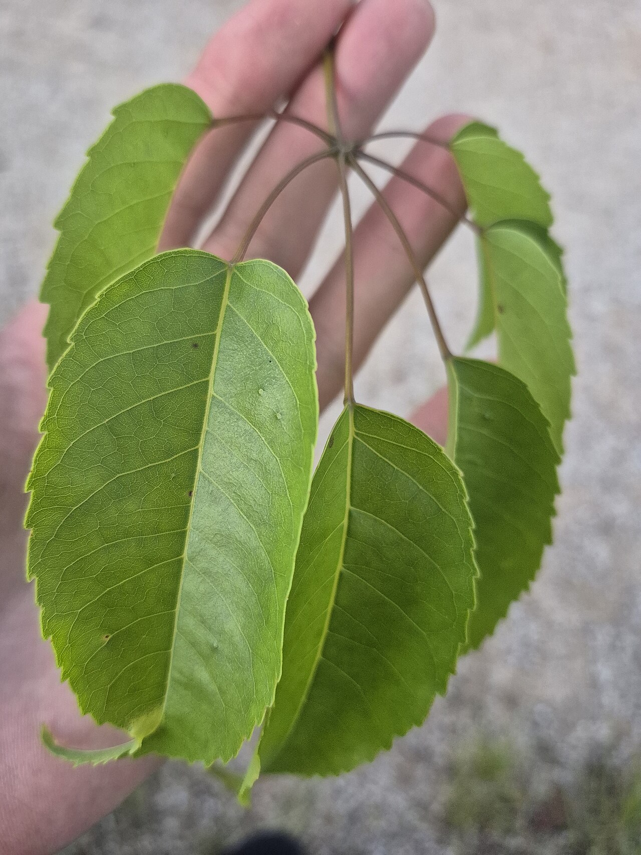 Pink tab: Folhas do ipê-roxo ou ipê-rosa (Handroanthus heptaphyllus). Origem provável no tupi 'ypé, pau cascudo; esse 'ypé não é atestado com a acepção de ipê, como conhe