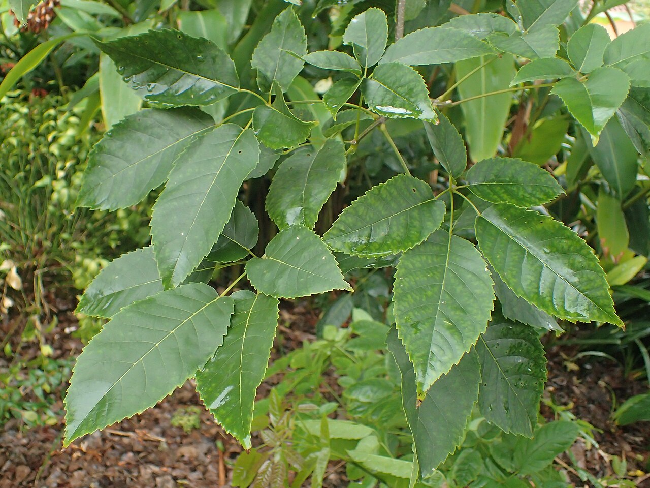 Pink tab: Handroanthus heptaphyllus in Hijuela del Botanico, La Orotava