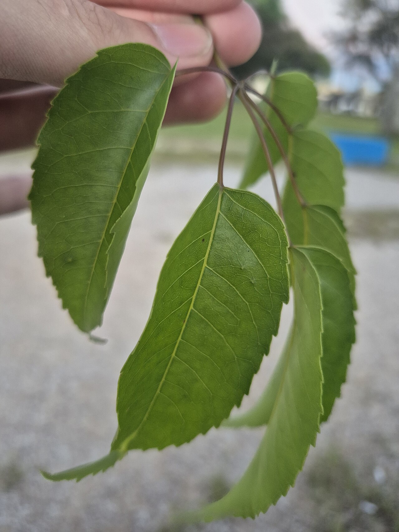 Pink tab: Folhas do ipê-roxo ou ipê-rosa (Handroanthus heptaphyllus). Origem provável no tupi 'ypé, pau cascudo; esse 'ypé não é atestado com a acepção de ipê, como conhe