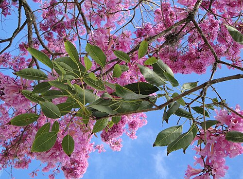 Pink tab: Tabebuia heptaphylla (Handroanthus heptaphyllus)- BIGNONIACEAE Brasília - Distrito Federal - Brasil.