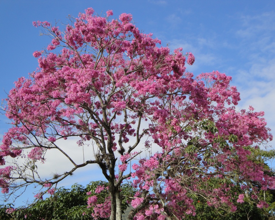 Pink tab: Tabebuia heptaphylla - BIGNONIACEAE Brasília - Distrito Federal - Brasil.