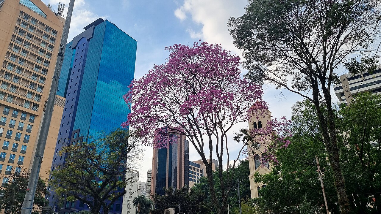 Pink tab: Ipê-rosa. São Paulo, Brazil - July/2024