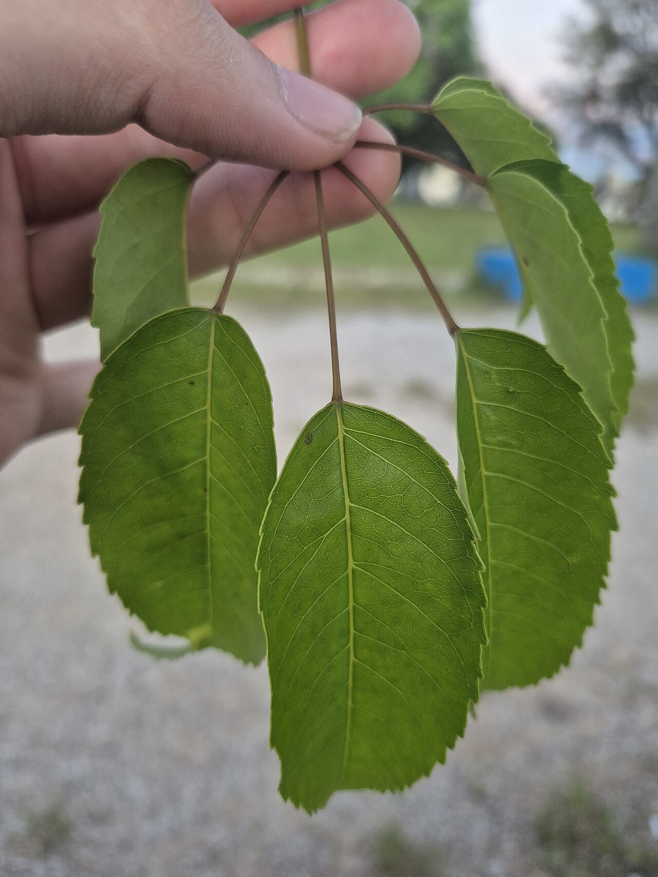 Pink tab: Folhas do ipê-roxo ou ipê-rosa (Handroanthus heptaphyllus). Origem provável no tupi 'ypé, pau cascudo; esse 'ypé não é atestado com a acepção de ipê, como conhe