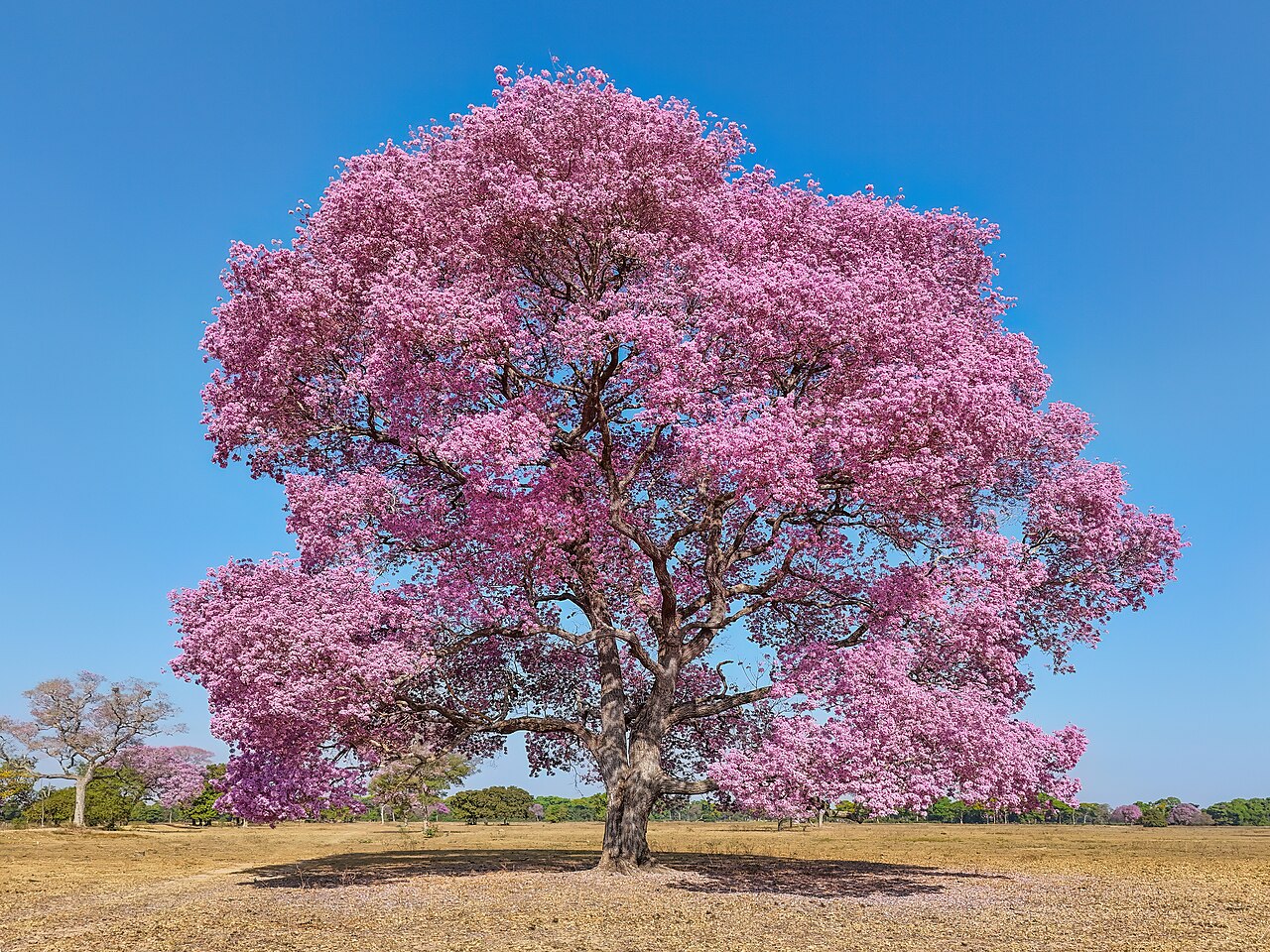 Pink ipê: Blossoming Pink Ipê tree ( Handroanthus impetiginosus ) in Mato Grosso, Brazil. The blossom only lasts for a few days. However, in this region, favorable climat