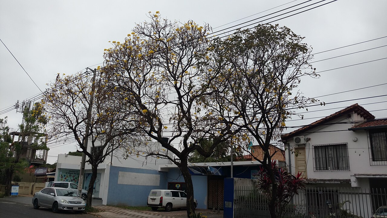 Handroanthus lapacho: tres lapachos amarillos comenzando a florecer