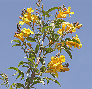 Handroanthus lapacho (Handroanthus lapacho)