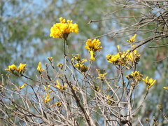 Handroanthus ochraceus (Handroanthus ochraceus)