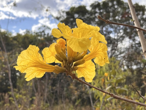 Handroanthus ochraceus (Handroanthus ochraceus)