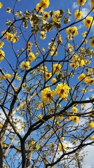 Handroanthus ochraceus (Handroanthus ochraceus)