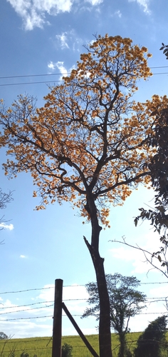 Handroanthus ochraceus (Handroanthus ochraceus)