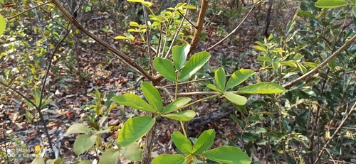 Handroanthus ochraceus (Handroanthus ochraceus)