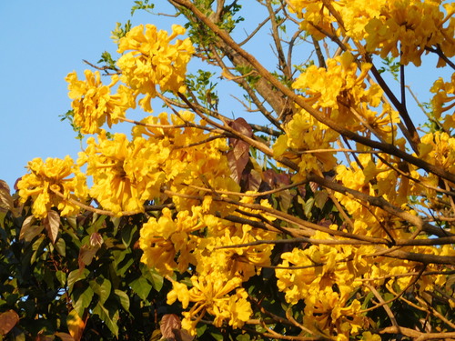 Handroanthus ochraceus (Handroanthus ochraceus)