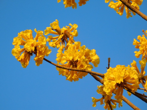 Handroanthus ochraceus (Handroanthus ochraceus)