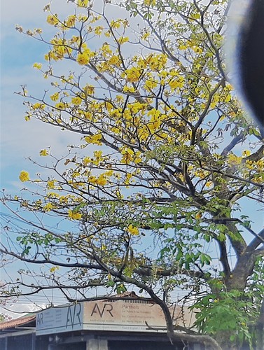 Handroanthus ochraceus (Handroanthus ochraceus)