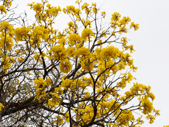 Handroanthus ochraceus (Handroanthus ochraceus)