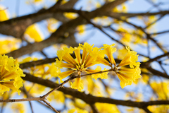 Handroanthus ochraceus (Handroanthus ochraceus)