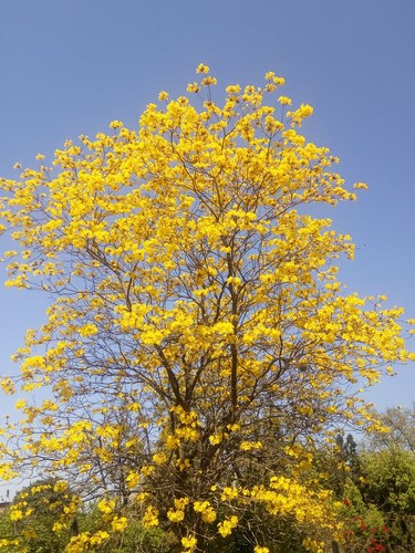 Handroanthus ochraceus (Handroanthus ochraceus)