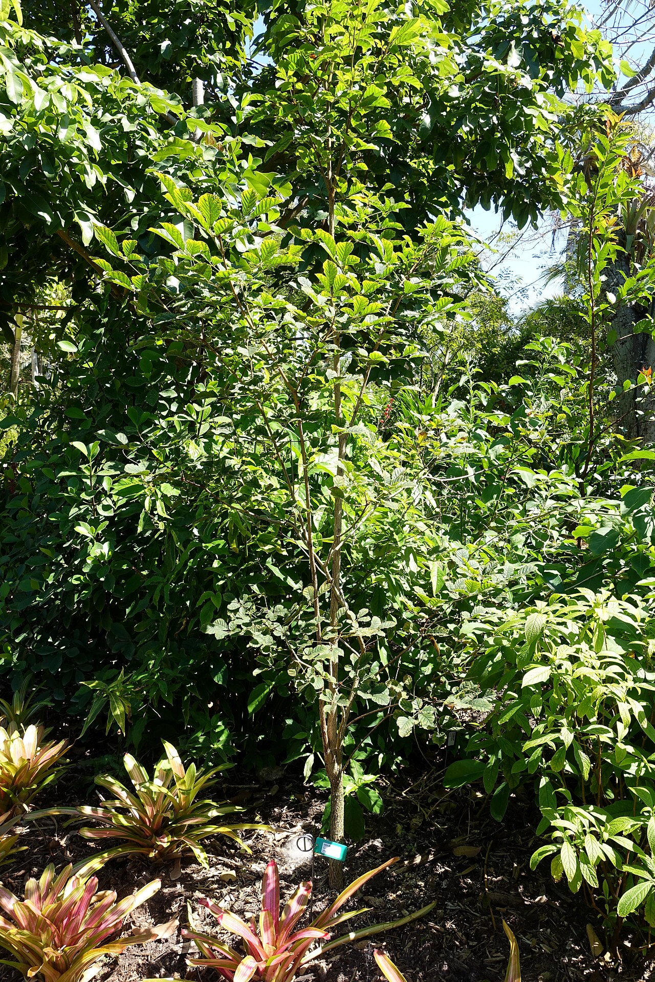 Handroanthus riodocensis: Botanical specimen in the Naples Botanical Garden - Naples, Florida, USA.