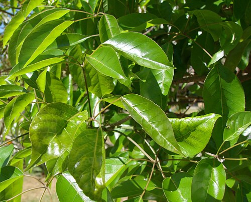 Yellow poui: Leaves of Handroanthus serratifolius (A.H. Gentry) S.Grose - Sin: Tabebuia serratifolia (Vahl)G. Nichols - BIGNONIACEAE - SQN 311 - Brasília - Distrito Federal
