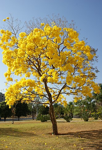 Yellow poui: Handroanthus serratifolius (A.H. Gentry) S.Grose - Sin: Tabebuia serratifolia (Vahl)G. Nichols - BIGNONIACEAE - SQN 311 - Brasília - Distrito Federal - Brasil.