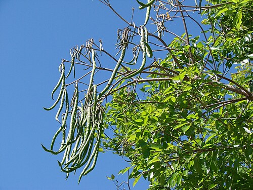 Yellow poui: Fruits of Handroanthus serratifolius (A.H. Gentry) S.Grose - Sin: Tabebuia serratifolia (Vahl)G. Nichols - BIGNONIACEAE - SQN 311 - Brasília - Distrito Federal