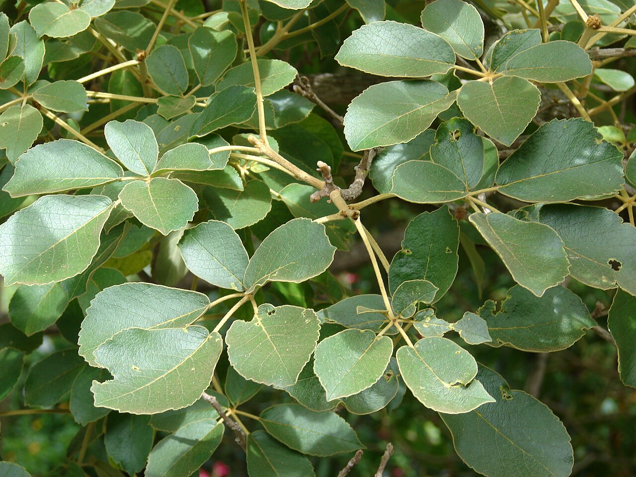 Yellow poui: Tabebuia serratifolia (leaves). Location: Maui, Enchanting Gardens of Kula