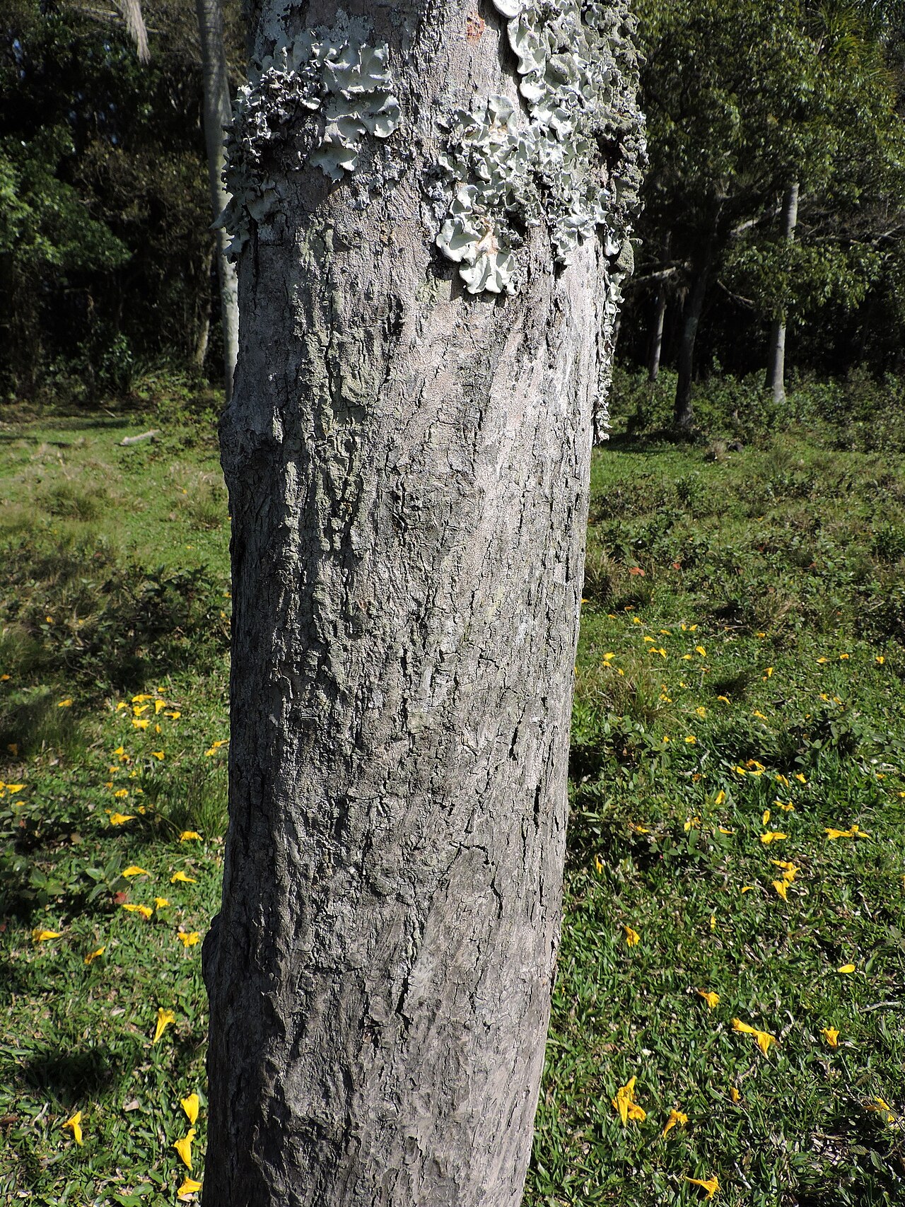 Handroanthus umbellatus: Handroanthus umbellatus in Brazil