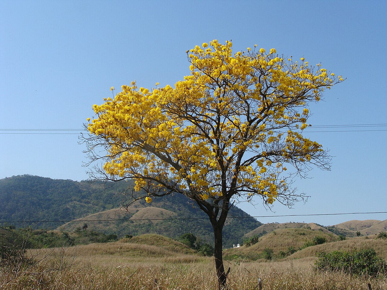 Handroanthus umbellatus: Handroanthus umbellatus in Brazil