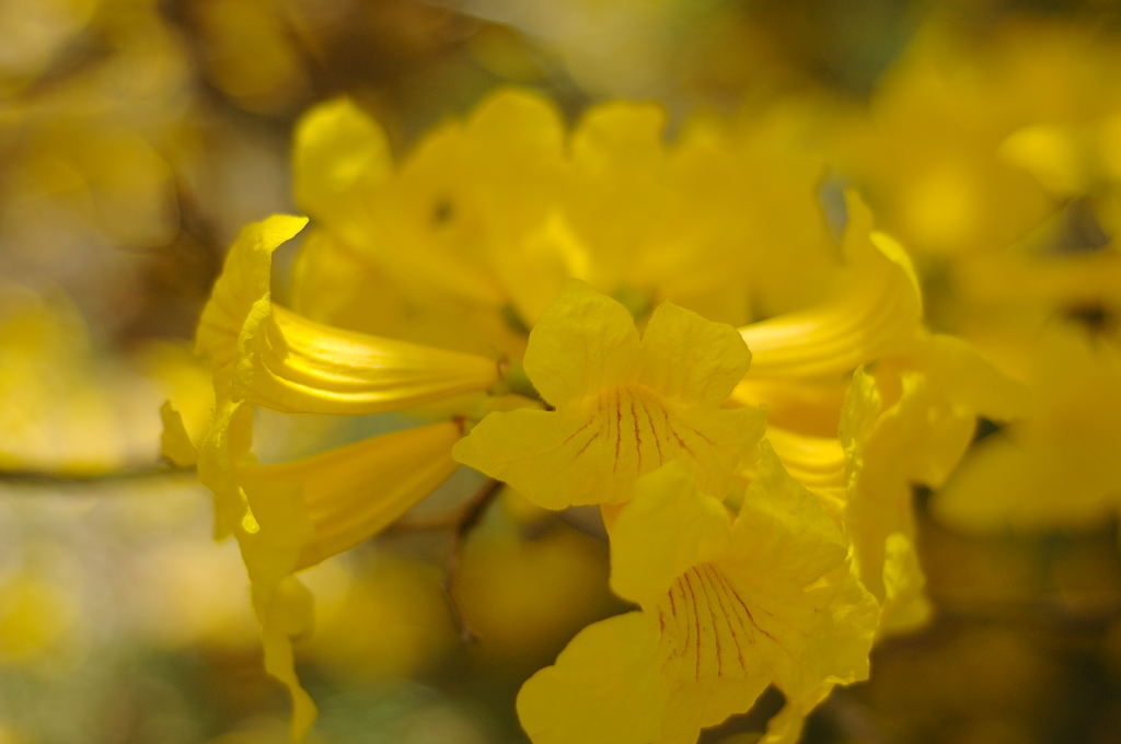 Handroanthus umbellatus: Detail of the flowers of the Tabebuia umbellata, taken by Dana John Hill, March 2006 in Gainesville, Florida.
