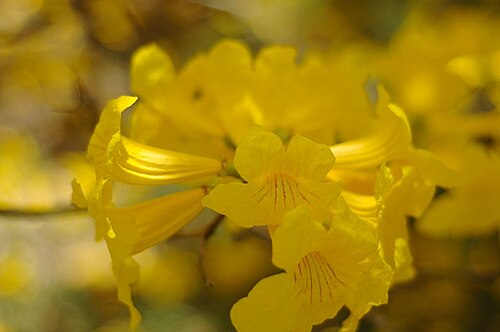 Handroanthus umbellatus: Detail of the flowers of the Tabebuia umbellata, taken by Dana John Hill, March 2006 in Gainesville, Florida.