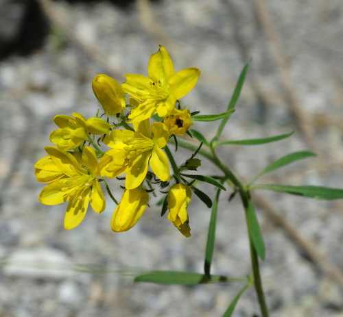 Haplophyllum coronatum (Haplophyllum coronatum)