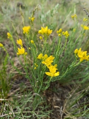 Haplophyllum dauricum (Haplophyllum dauricum)