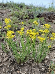 Haplophyllum dauricum (Haplophyllum dauricum)
