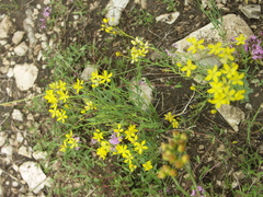 Haplophyllum dauricum (Haplophyllum dauricum)