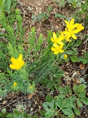 Haplophyllum dauricum (Haplophyllum dauricum)