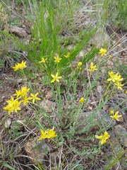 Haplophyllum dauricum (Haplophyllum dauricum)