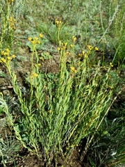 Haplophyllum dauricum (Haplophyllum dauricum)