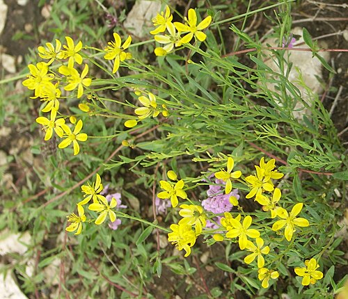 Haplophyllum dauricum: Haplophyllum dauricum
