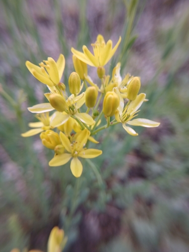 Haplophyllum dauricum (Haplophyllum dauricum)
