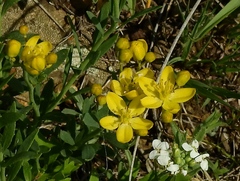 Haplophyllum dauricum (Haplophyllum dauricum)
