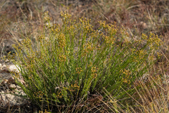 Haplophyllum dauricum (Haplophyllum dauricum)