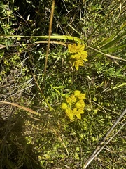 Haplophyllum suaveolens (Haplophyllum suaveolens)