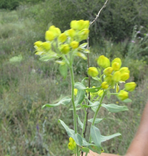 Haplophyllum suaveolens (Haplophyllum suaveolens)