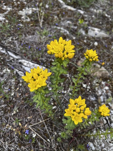 Haplophyllum suaveolens (Haplophyllum suaveolens)