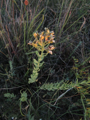 Haplophyllum suaveolens (Haplophyllum suaveolens)