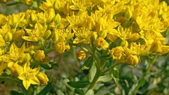 Haplophyllum suaveolens (Haplophyllum suaveolens)