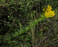 Haplophyllum suaveolens (Haplophyllum suaveolens)