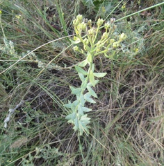 Haplophyllum suaveolens (Haplophyllum suaveolens)